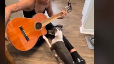 Joseloza495 Video Original del Perro: ¡Un Músico Peludo que Roba Corazones en TikTok!
